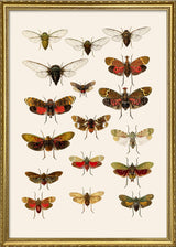 Rhynchota Homoptera
