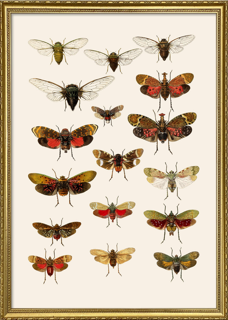 Rhynchota Homoptera