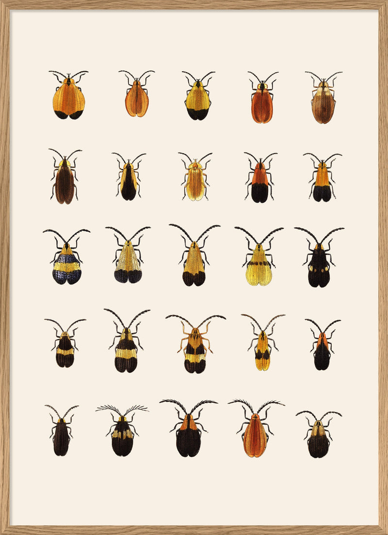 Coleoptera III