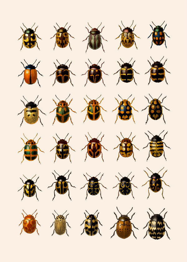 Coleoptera V