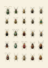 Coleoptera VII