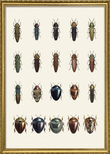 Coleoptera VIII
