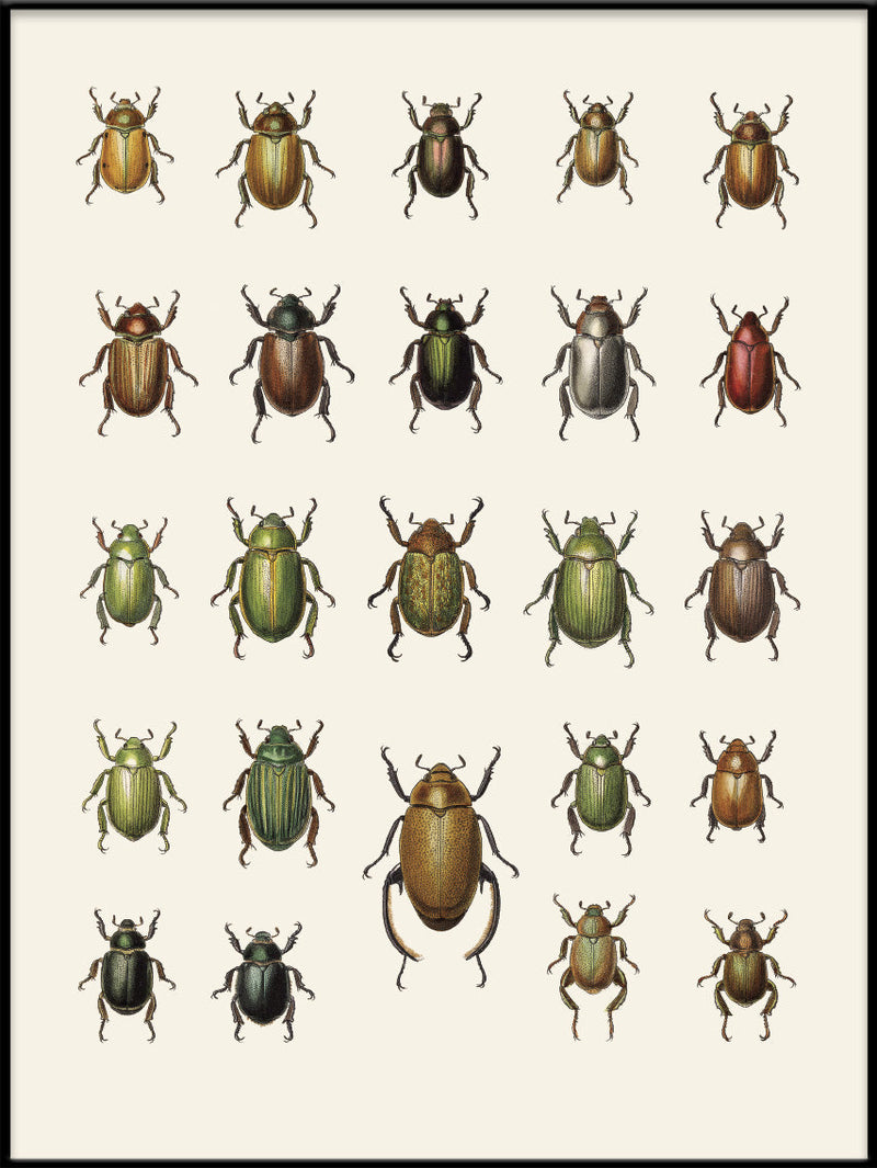 Coleoptera IX
