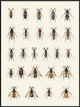 Coleoptera X