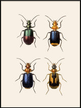 Coleoptera detail