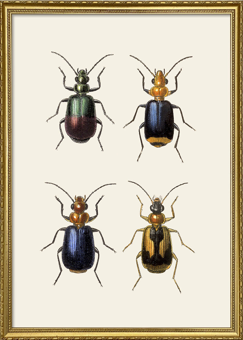 Coleoptera detail