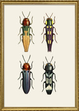 Coleoptera II detail
