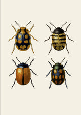 Coleoptera V detail