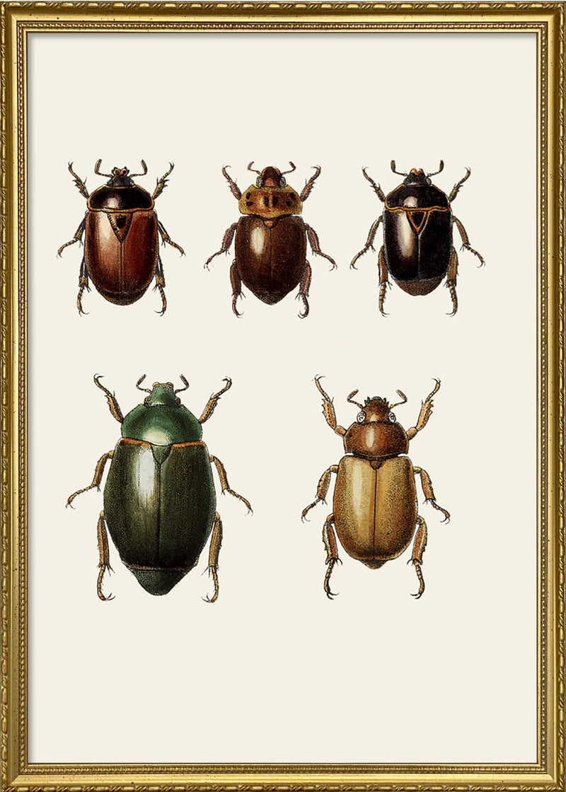 Coleoptera VI detail