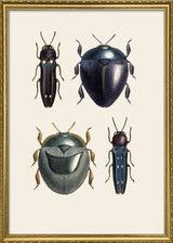 Coleoptera VIII detail