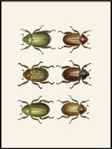 Coleoptera IX detail