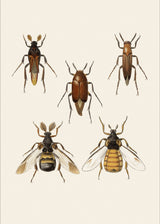 Coleoptera X detail