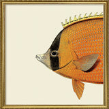 Orange Fish Head