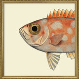 Dotted Orange Fish Head