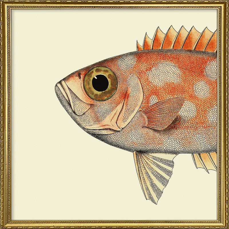 Dotted Orange Fish Head