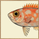 Dotted Orange Fish Head