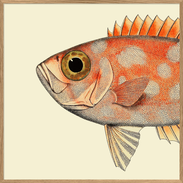 Blotched Bigeye Head