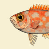 Dotted Orange Fish Head