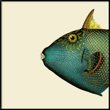 Blue Triggerfish Head