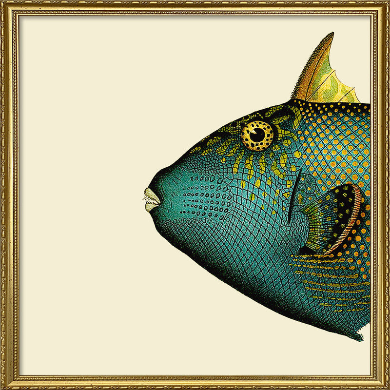 Blue Triggerfish Head