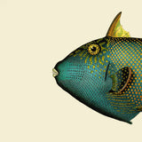 Blue Triggerfish Head