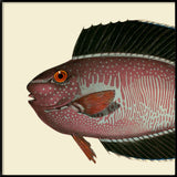 Purple Fish Head