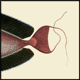 Purple Fish Tail