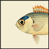 Orange White and Blue Fish Head