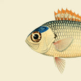 Orange White and Blue Fish Head