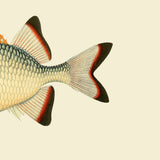 Orange White and Blue Fish Head