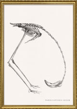 Phænicopterus