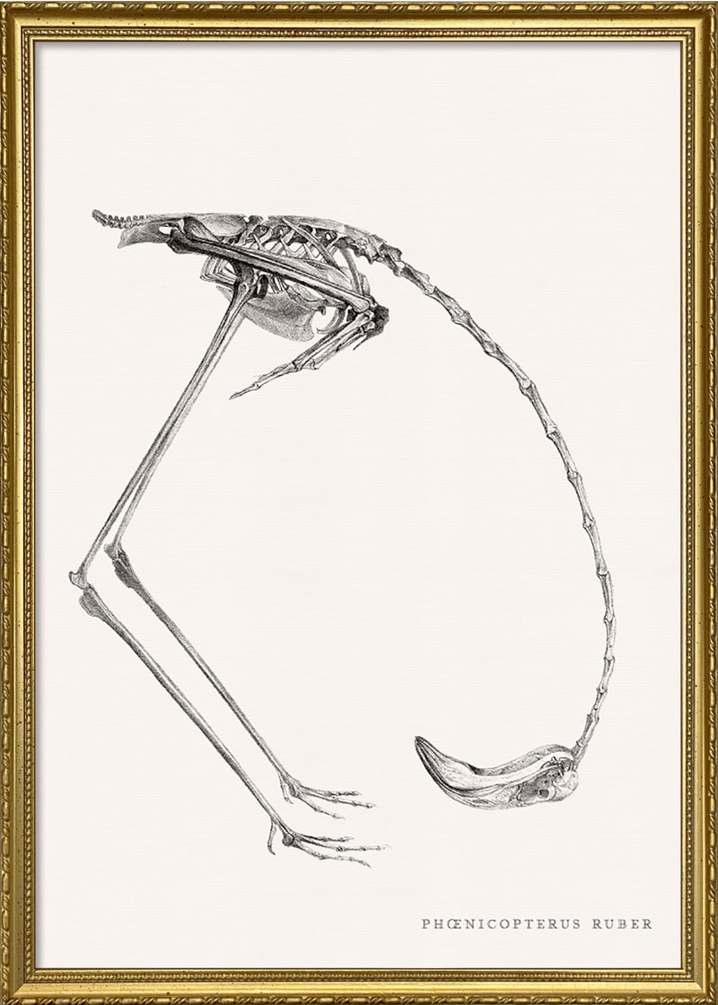 Phænicopterus