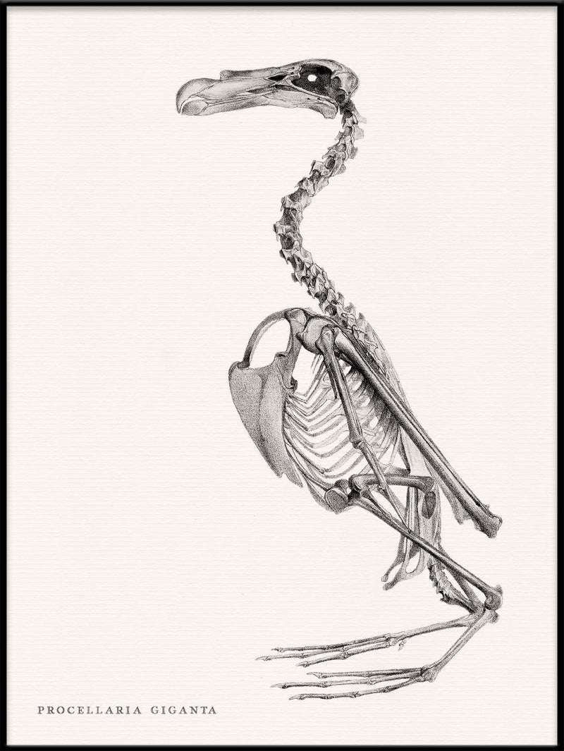 Procellaria Giganta