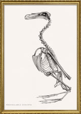Procellaria Giganta