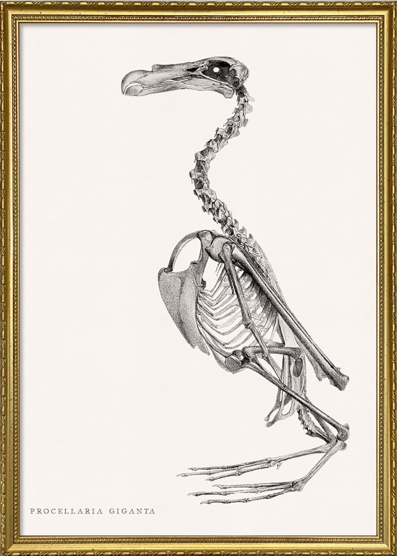 Procellaria Giganta