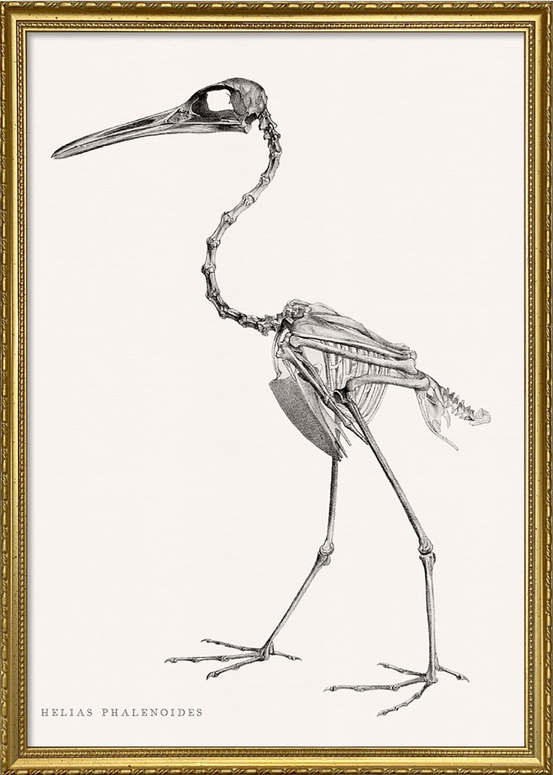 Helias Phalenoides