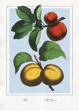Apple and Apricot