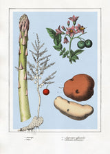Asparagus and Potato