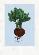 Red-Beet