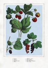 Berries I.