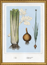 Celery and Onions