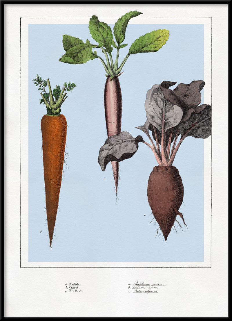Radish, Carrot and Red-Beet