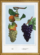 Medlar and Grape