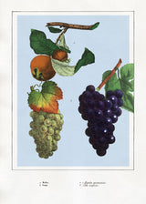 Medlar and Grape