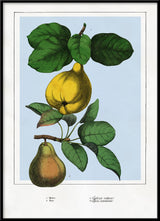 Quince and Pear