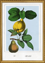 Quince and Pear