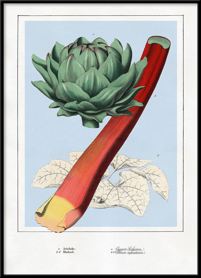 Artichoke and Rhubarb