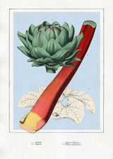 Artichoke and Rhubarb