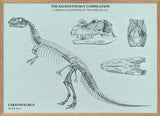 Ceratosaurus