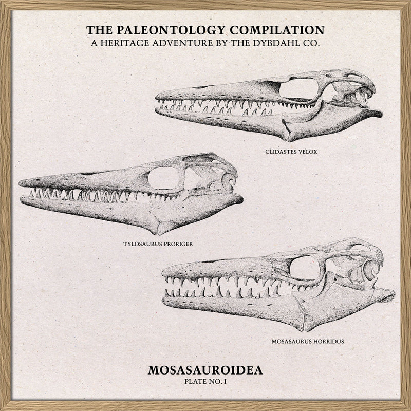 Mosasauroidea II